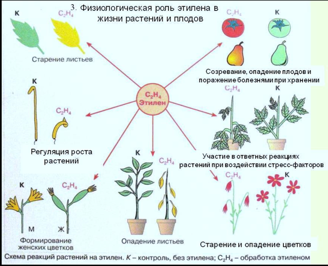 Влияние этилена на растения