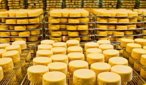 Цеха по производству сыра
